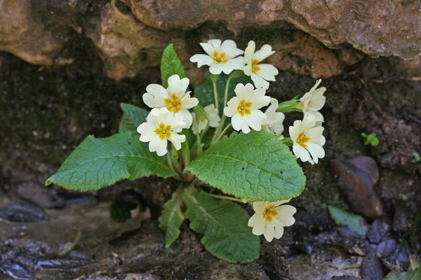 Primula vulgaris, Fior di primavera, Occhio di civetta, Primula comune