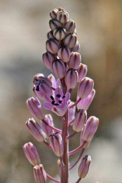 Prospero autumnale, Prospero autunnale, Scilla autunnale