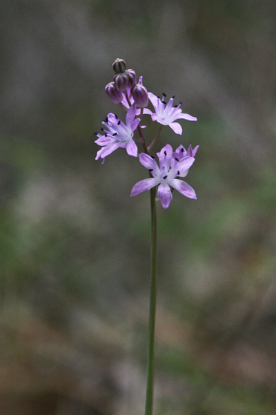 Prospero autumnale, Prospero autunnale, Scilla autunnale