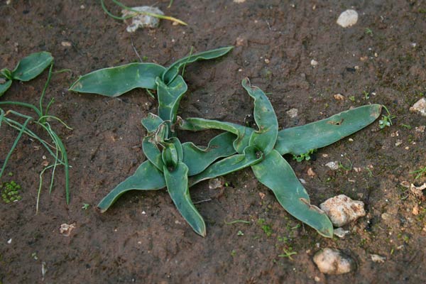 Prospero obtusifolium subsp. intermedium, Scilla a foglie ottuse