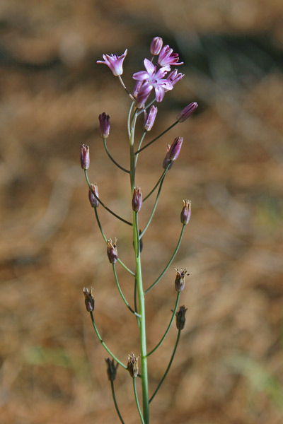 Prospero obtusifolium subsp. intermedium, Scilla a foglie ottuse