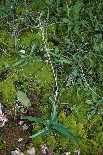 Prospero obtusifolium subsp. intermedium, Scilla a foglie ottuse