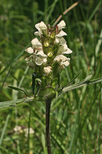 Prunella laciniata, Brunella, Morella, Prunella gialla