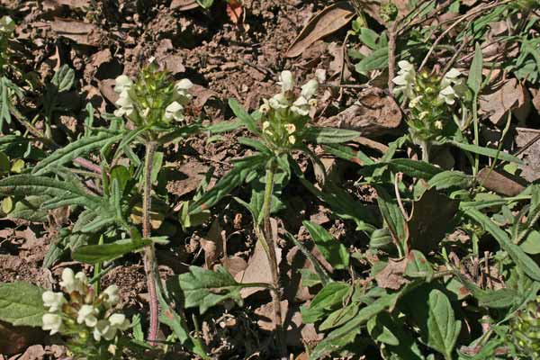 Prunella laciniata, Brunella, Morella, Prunella gialla