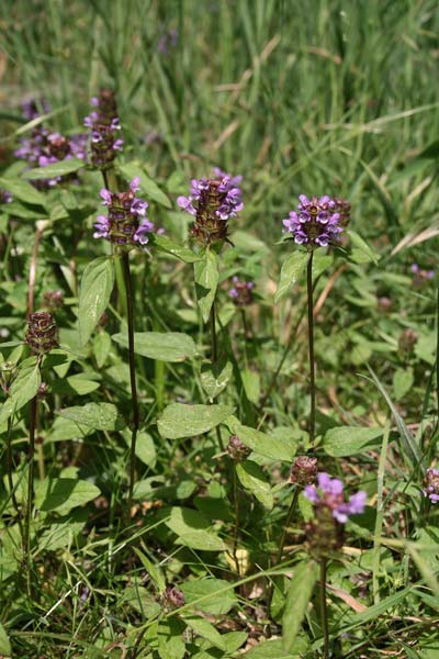 Prunella vulgaris, Prunella comune, Brunella, Morella, Brunella comune, Basaricò arestu, Brunedda