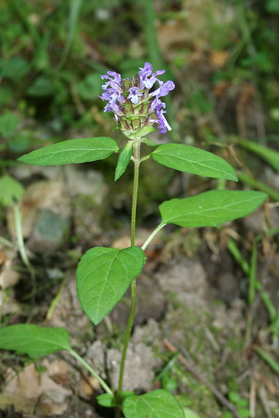 Prunella vulgaris, Prunella comune, Brunella, Morella, Brunella comune, Basaricò arestu, Brunedda