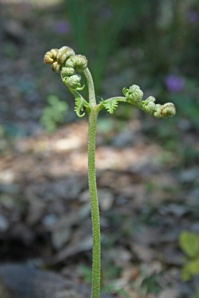 Pteridium aquilinum, Felce aquilina, Figili, Filettu, Filighe mascru, Filixi, Ilighe