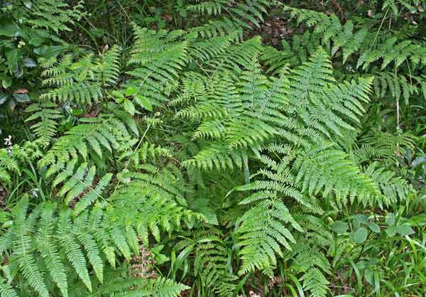 Pteridium aquilinum, Felce aquilina, Figili, Filettu, Filighe mascru, Filixi, Ilighe