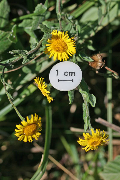 Pulicaria dysenterica, Incensaria comune, Pulicaria dissenterica, Erba de pulixi, Erba pudia, Erba pudida, Erba sana