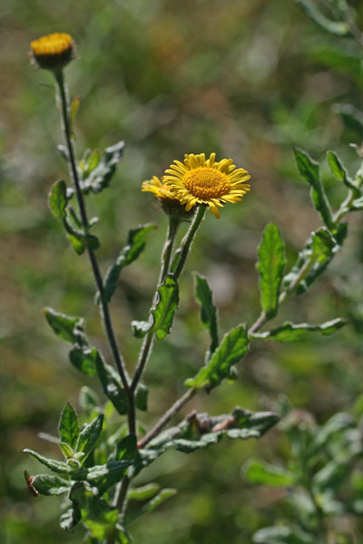 Pulicaria dysenterica, Incensaria comune, Pulicaria dissenterica, Erba de pulixi, Erba pudia, Erba pudida, Erba sana