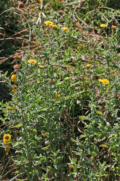 Pulicaria dysenterica, Incensaria comune, Pulicaria dissenterica, Erba de pulixi, Erba pudia, Erba pudida, Erba sana