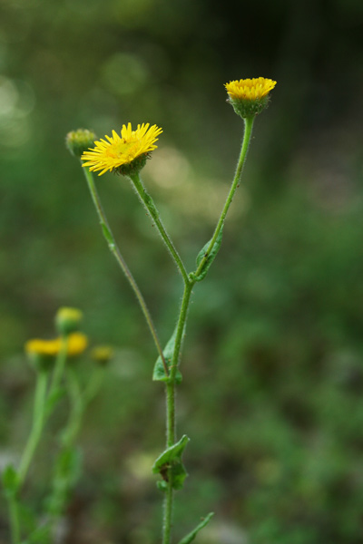 Pulicaria odora, Incensaria odorosa, Erba de pulixi, Erba de puxi, Erba pudida