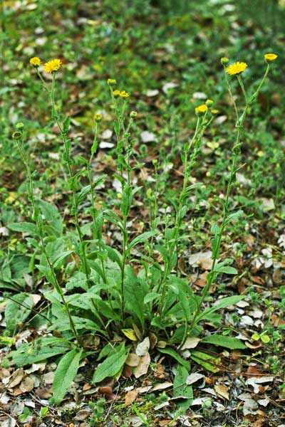 Pulicaria odora, Incensaria odorosa, Erba de pulixi, Erba de puxi, Erba pudida