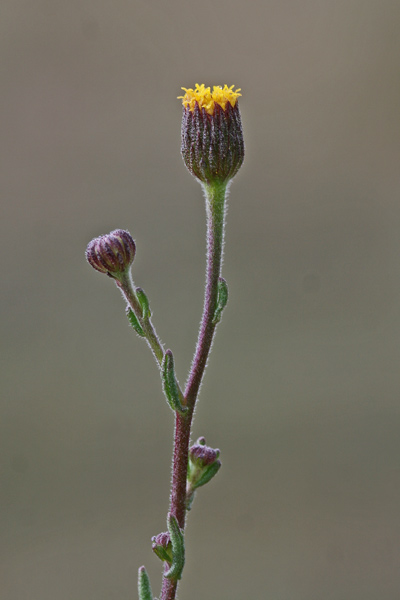 Pulicaria sicula, Incensaria siciliana, Erb'e buxi, Erba de pulighe, Erba de pulixi