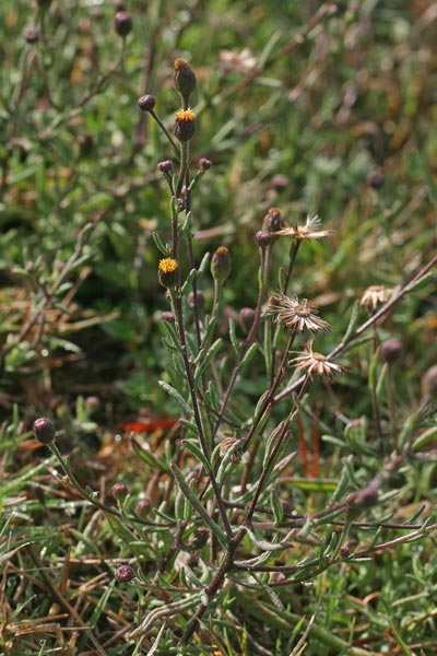 Pulicaria sicula, Incensaria siciliana, Erb'e buxi, Erba de pulighe, Erba de pulixi