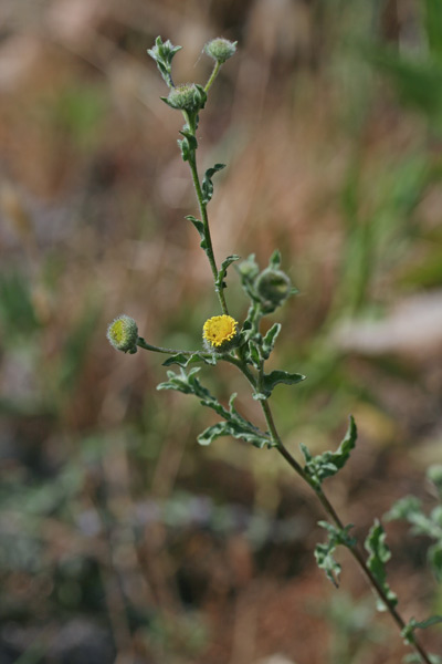 Pulicaria vulgaris, Incensaria fetida