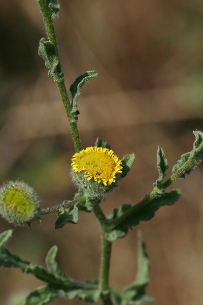 Pulicaria vulgaris, Incensaria fetida