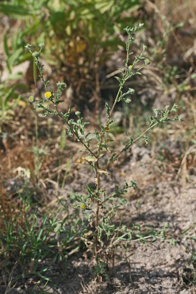 Pulicaria vulgaris, Incensaria fetida