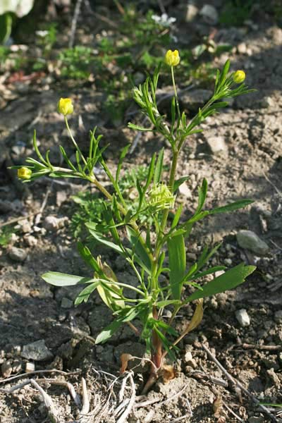 Ranunculus arvensis, Ranuncolo dei campi, Erba de arranas