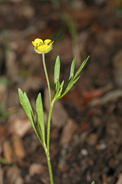 Ranunculus arvensis, Ranuncolo dei campi, Erba de arranas