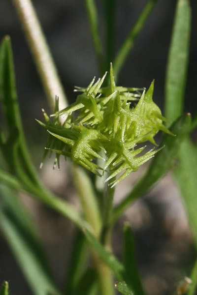 Ranunculus arvensis, Ranuncolo dei campi, Erba de arranas