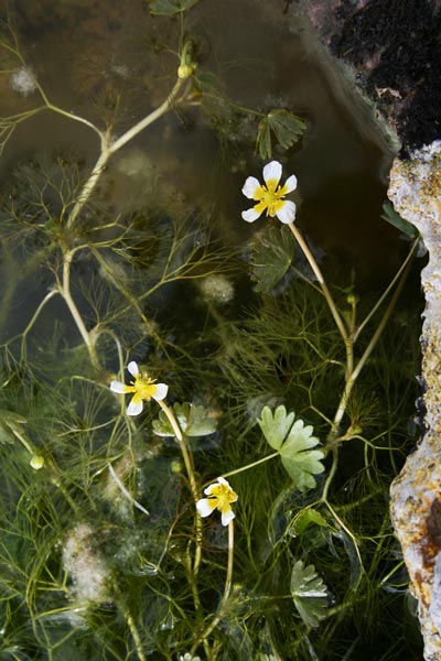 Ranunculus baudotii, Ranuncolo di Baudot, Erba de arranas, Ranùnculus