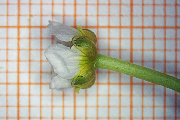 Ranunculus baudotii, Ranuncolo di Baudot, Erba de arranas, Ranùnculus