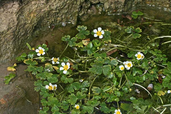 Ranunculus baudotii, Ranuncolo di Baudot, Erba de arranas, Ranùnculus