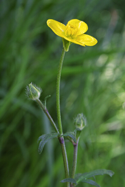 Ranunculus bulbosus, Ranuncolo selvatico, Ranuncolo bulboso, Appiu burdu, Cadedda, Erba de arranas, Ranunculu