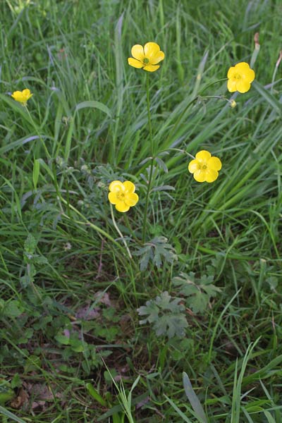 Ranunculus bulbosus, Ranuncolo selvatico, Ranuncolo bulboso, Appiu burdu, Cadedda, Erba de arranas, Ranunculu