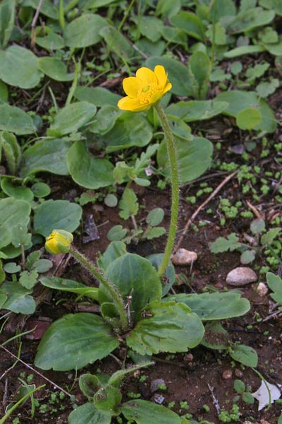 Ranunculus bullatus, Ranuncolo rosulato, Erba de arranas, Ranunculeddu grogu, Ranunculu