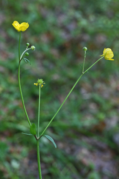 Ranunculus lanuginosus, Ranuncolo lanuto, Erba de arranas