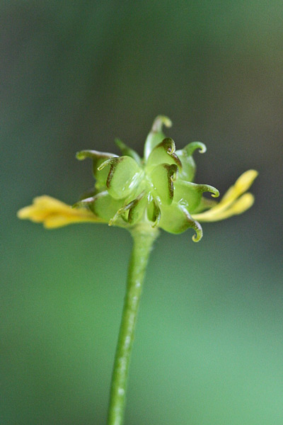 Ranunculus lanuginosus, Ranuncolo lanuto, Erba de arranas