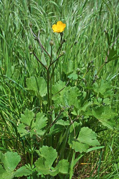 Ranunculus macrophyllus, Ranuncolo a foglie grandi, Erba de arranas