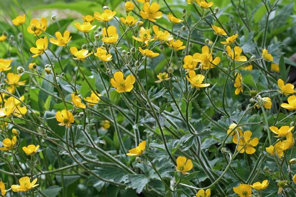 Ranunculus macrophyllus, Ranuncolo a foglie grandi, Erba de arranas