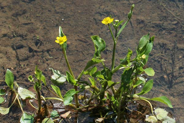 Ranunculus ophioglossifolius, Ranuncolo con foglie d'Ofioglosso, Erba de arranas, Ranunculu