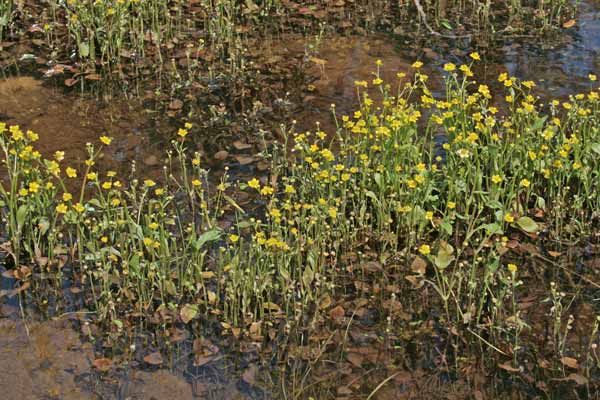 Ranunculus ophioglossifolius, Ranuncolo con foglie d'Ofioglosso, Erba de arranas, Ranunculu