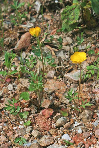 Ranunculus paludosus, Ranuncolo paludoso, Appiu burdu, Erba de arranas