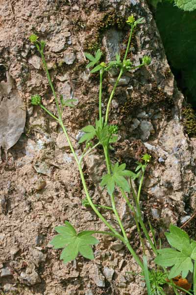 Ranunculus parviflorus, Ranuncolo pargoletto, Erba de arranas