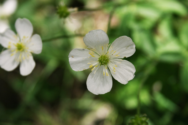 Ranunculus platanifolius, Ranuncolo a foglie di Platano