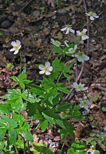 Ranunculus platanifolius, Ranuncolo a foglie di Platano