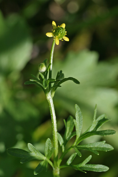 Ranunculus trilobus, Ranuncolo trilobo, Appiu burdu, Erba de arranas, Ranunculu