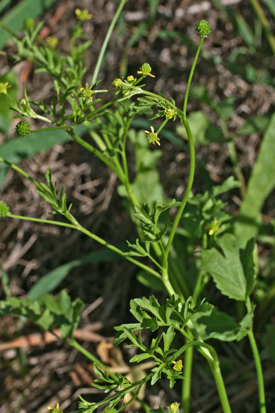 Ranunculus trilobus, Ranuncolo trilobo, Appiu burdu, Erba de arranas, Ranunculu