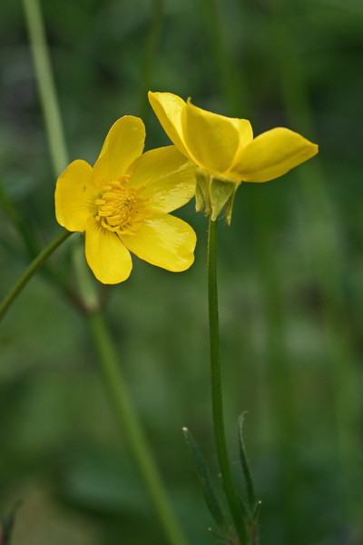 Ranunculus velutinus, Ranuncolo vellutato, Ranuncolo vellutino, Appiu burdu, Erba de arranas, Ranunculu