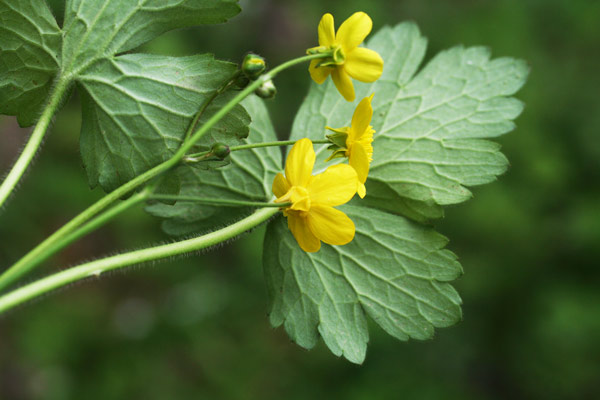 Ranunculus velutinus, Ranuncolo vellutato, Ranuncolo vellutino, Appiu burdu, Erba de arranas, Ranunculu