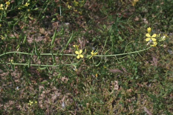 Raphanus raphanistrum subsp. landra, Ravanello selvatico