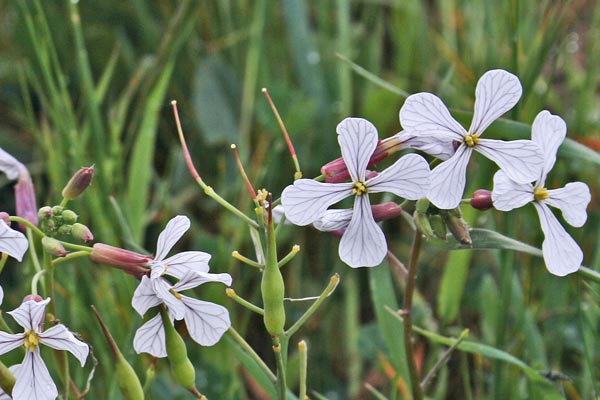 Raphanus raphanistrum, Rafanistro, Ramolaccio, Ravanello selvatico, Aburlanta, Almuraccia, Ambuatza, Ambulazza, Armulatza chimedda, Armuranta, Arsana, Chima-chima, Mulata, Ravanella aresta, Rave