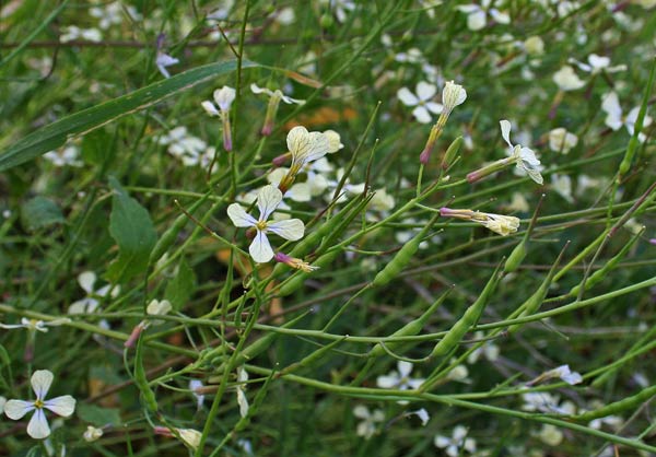 Raphanus raphanistrum, Rafanistro, Ramolaccio, Ravanello selvatico, Aburlanta, Almuraccia, Ambuatza, Ambulazza, Armulatza chimedda, Armuranta, Arsana, Chima-chima, Mulata, Ravanella aresta, Rave