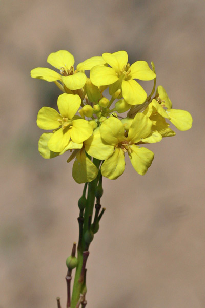 Rapistrum rugosum, Miagro peloso, Alaussa