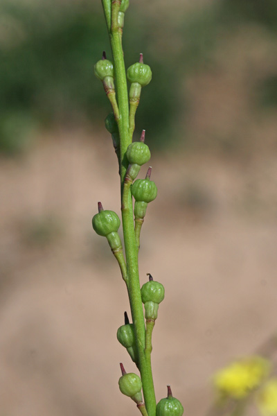 Rapistrum rugosum, Miagro peloso, Alaussa